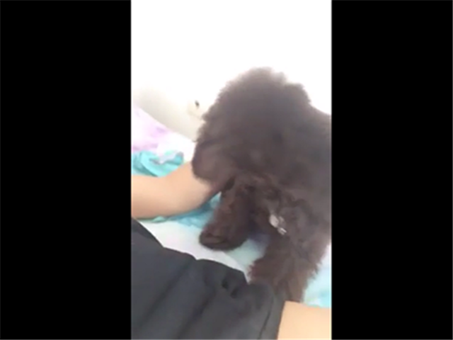 养一只小狼狗,舔爽你